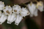 Mountain fetterbush